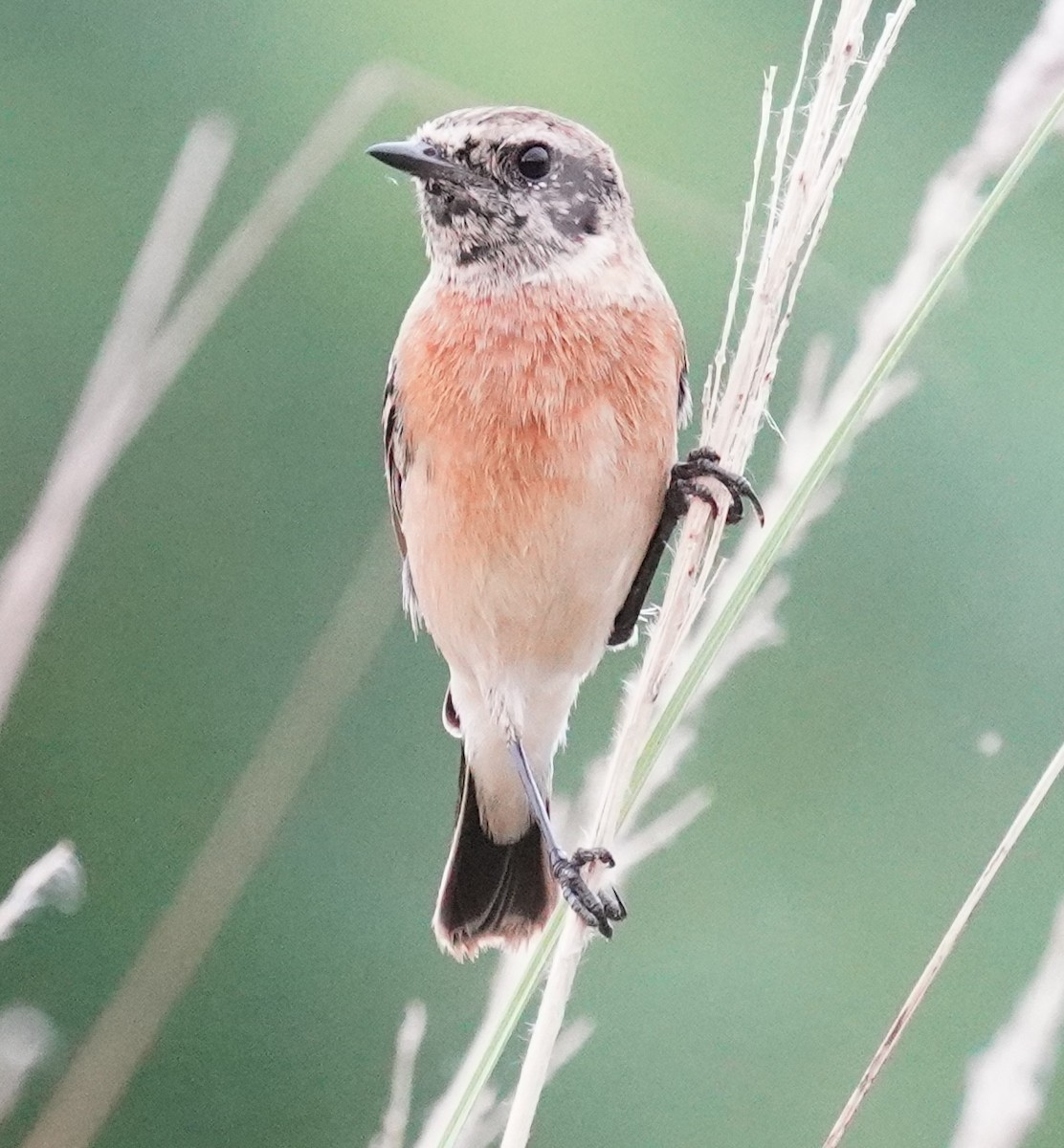 Siberian Stonechat - ML642808775