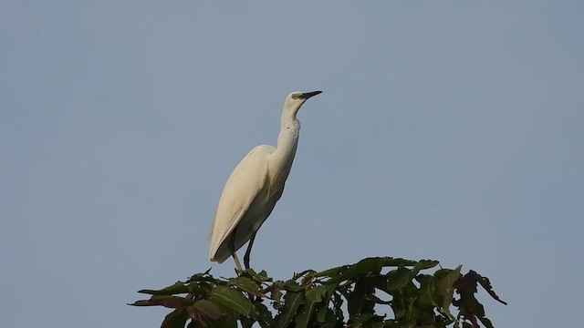 Medium Egret - ML642808778