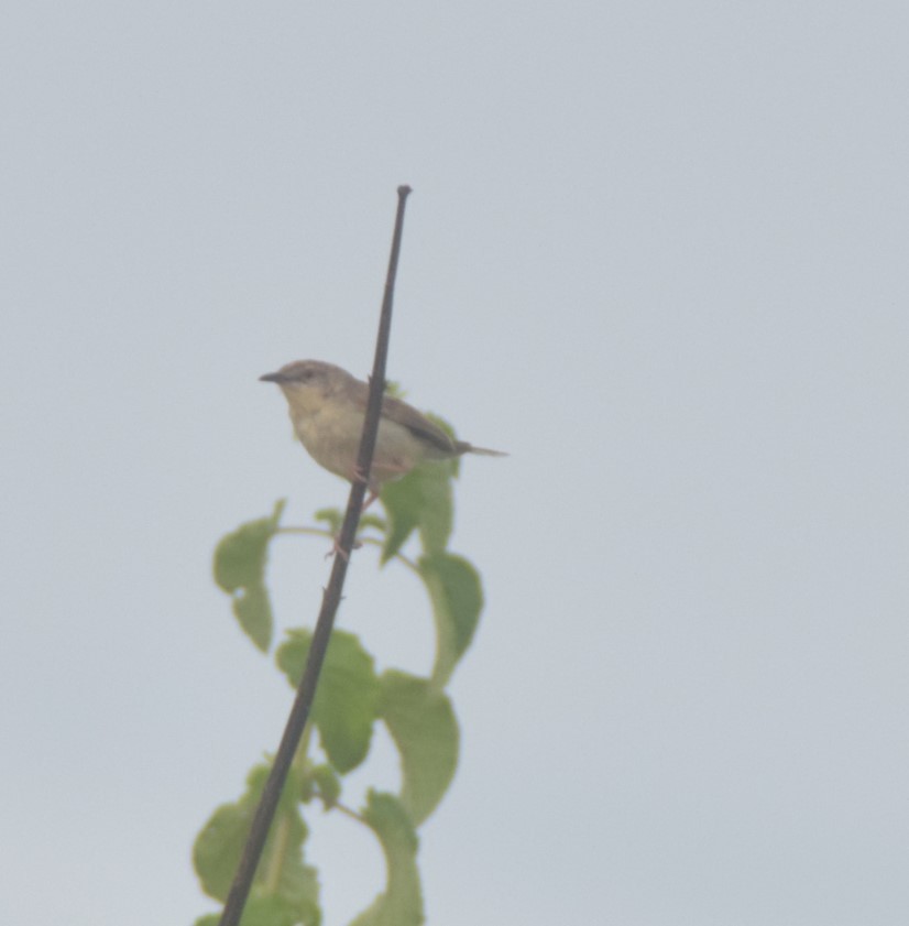 Jungle Prinia - ML642808788