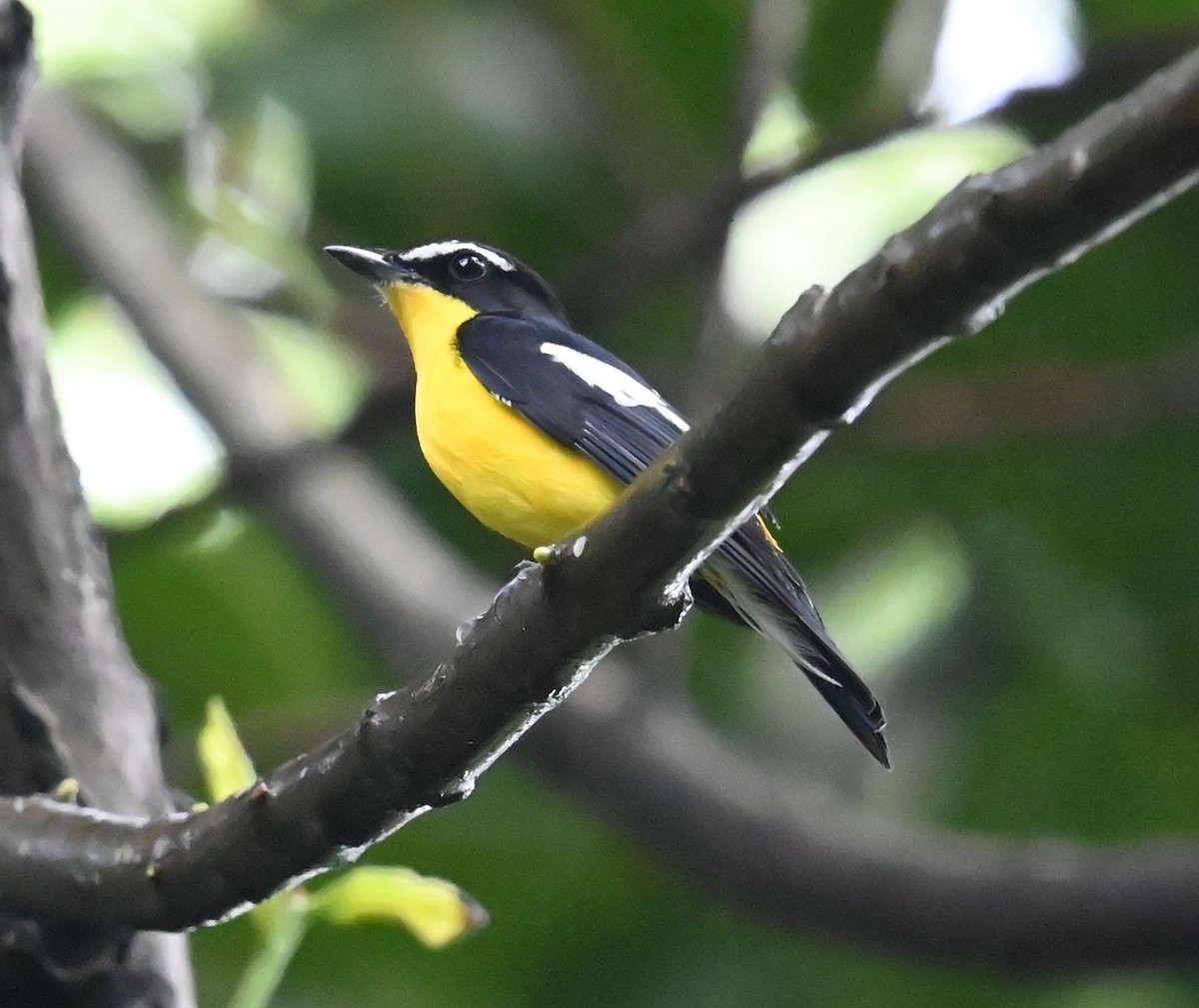 Yellow-rumped Flycatcher - ML642808792