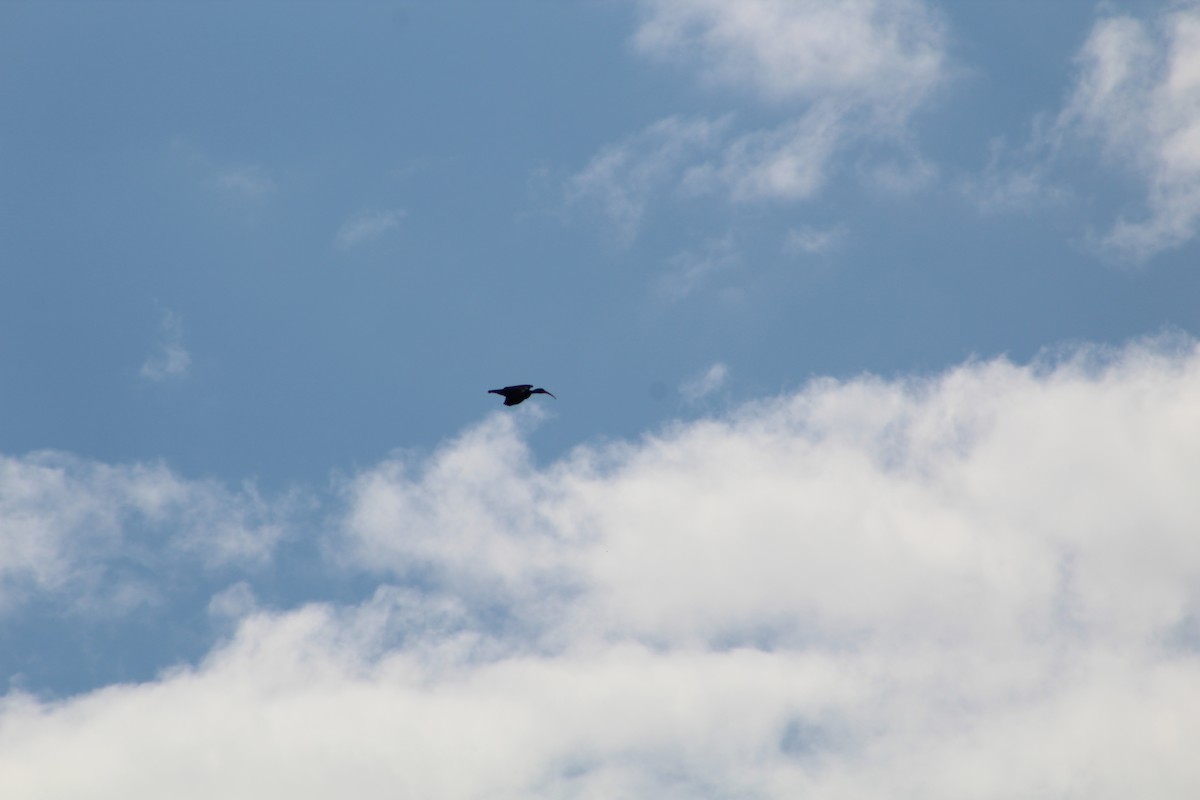 Bare-faced Ibis - ML642808793
