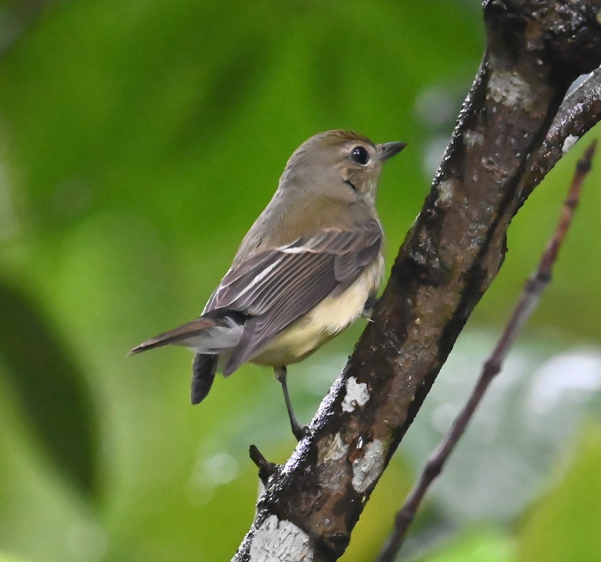 Yellow-rumped Flycatcher - ML642808794