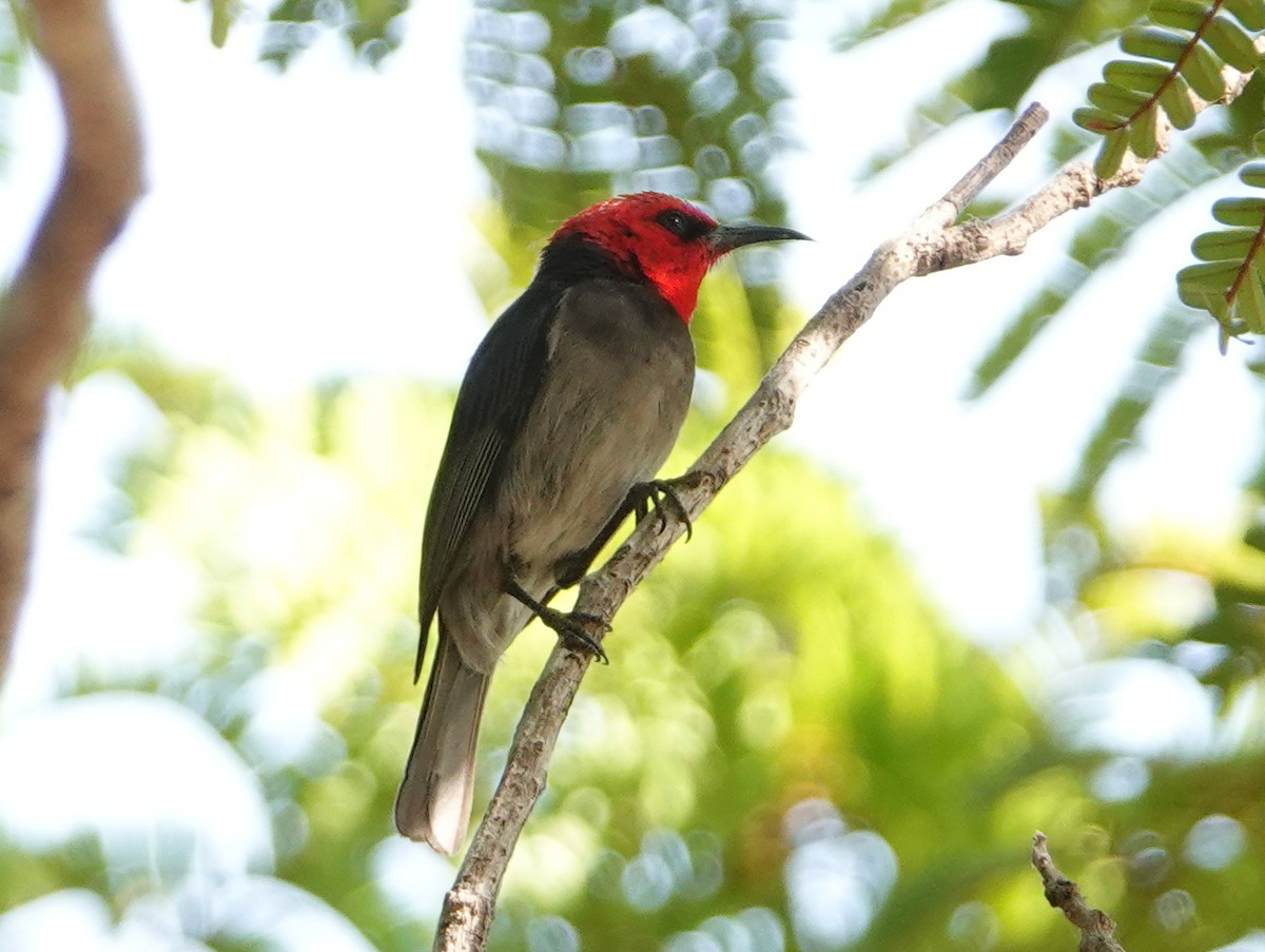 Red-headed Myzomela - ML642808811