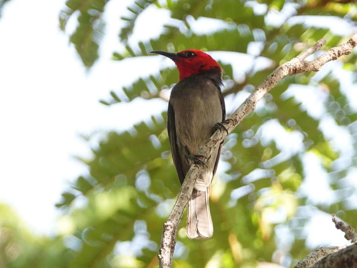 Red-headed Myzomela - ML642808812