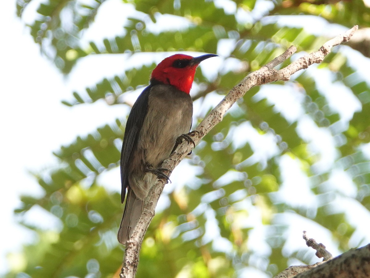 Red-headed Myzomela - ML642808813