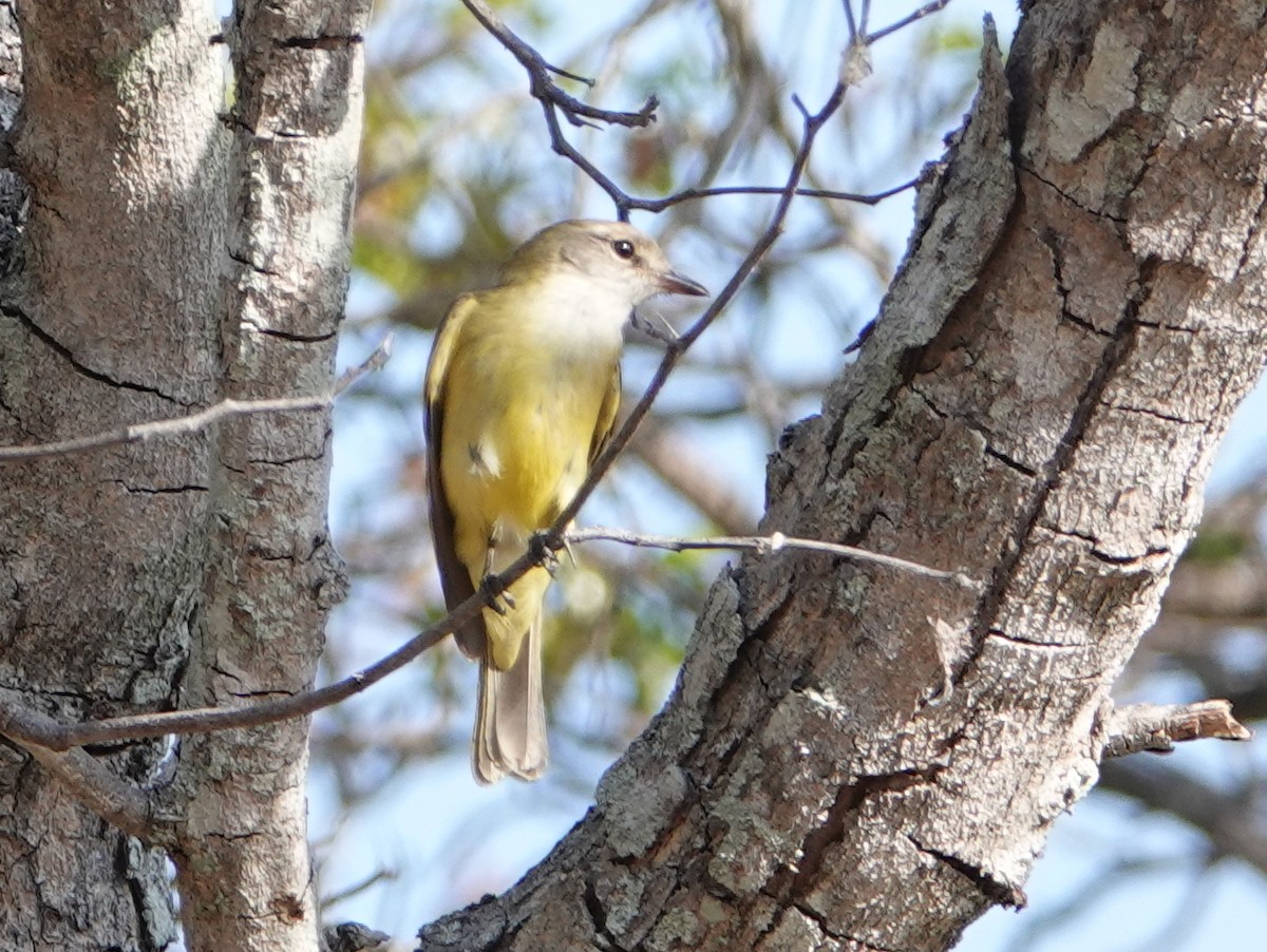 Lemon-bellied Flyrobin (Lemon-bellied) - ML642808817