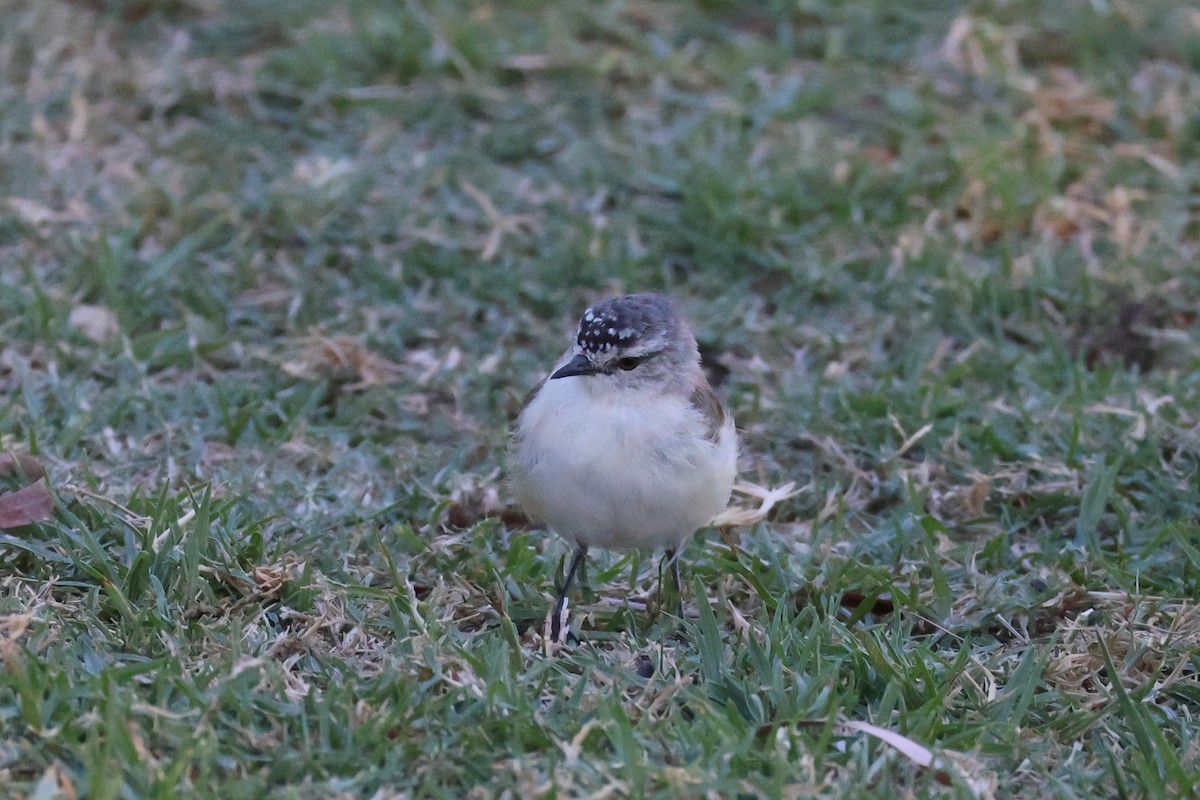 Yellow-rumped Thornbill - ML642808821