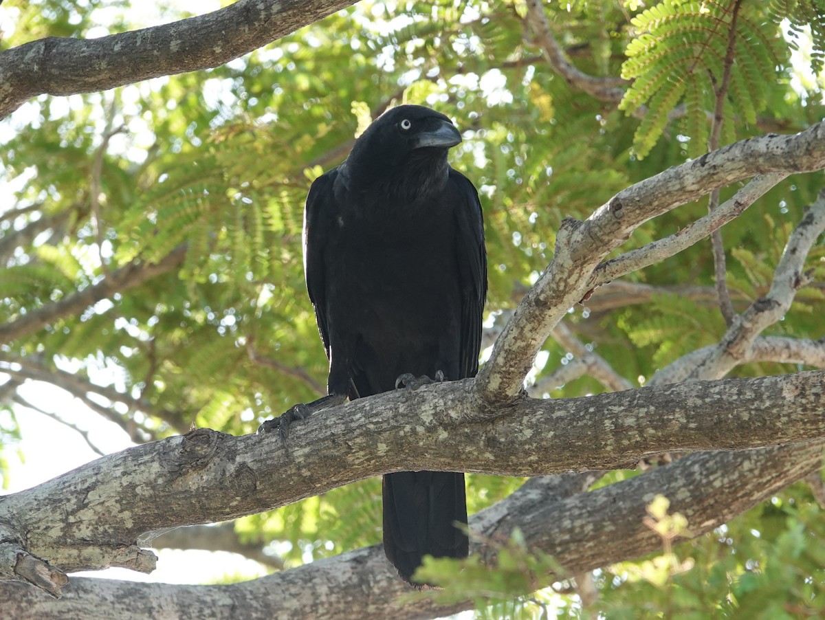 Torresian Crow - ML642808824