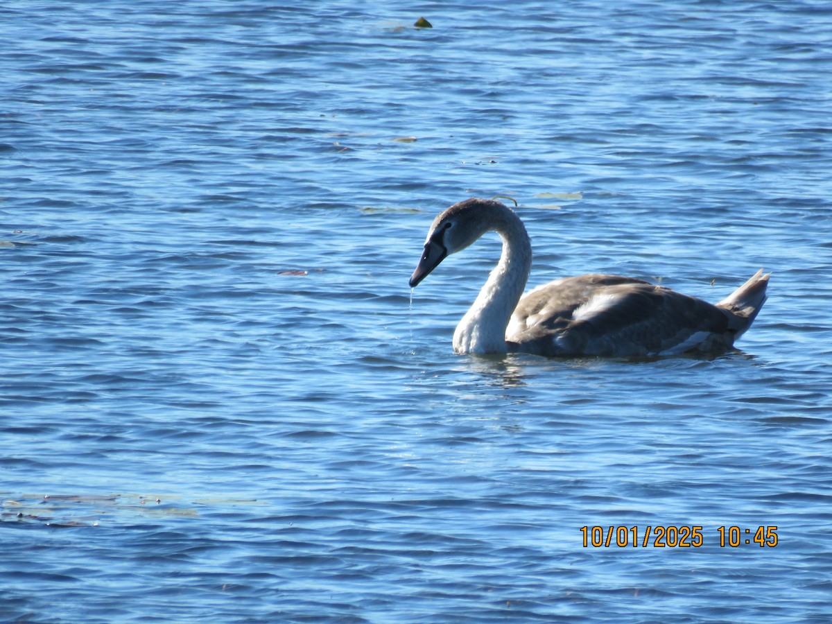 ナキハクチョウ - ML642808828