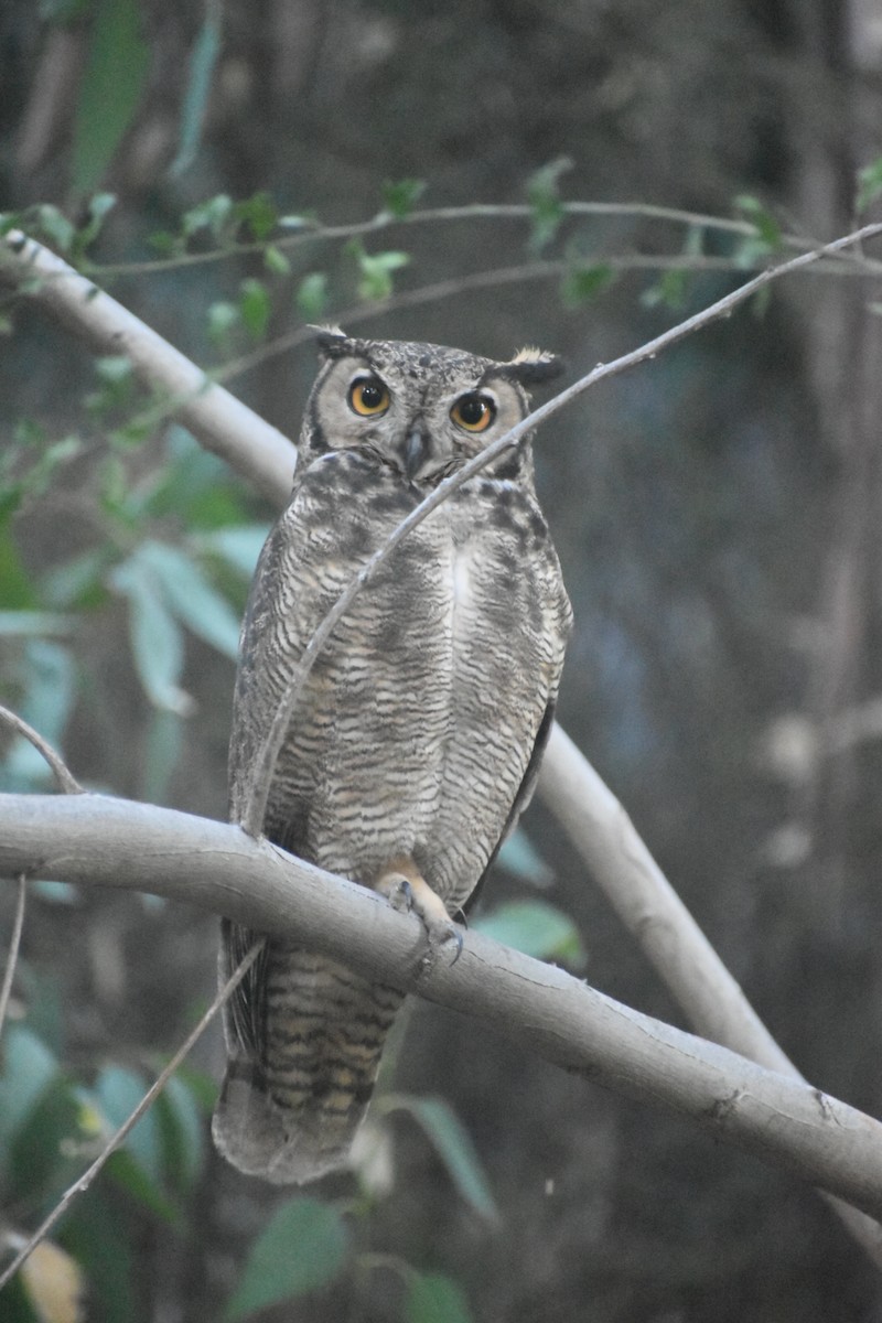 Lesser Horned Owl - ML642808829