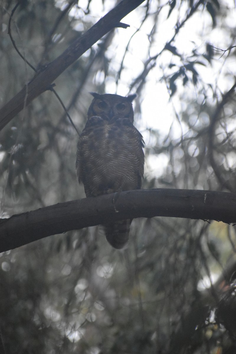 Lesser Horned Owl - ML642808830