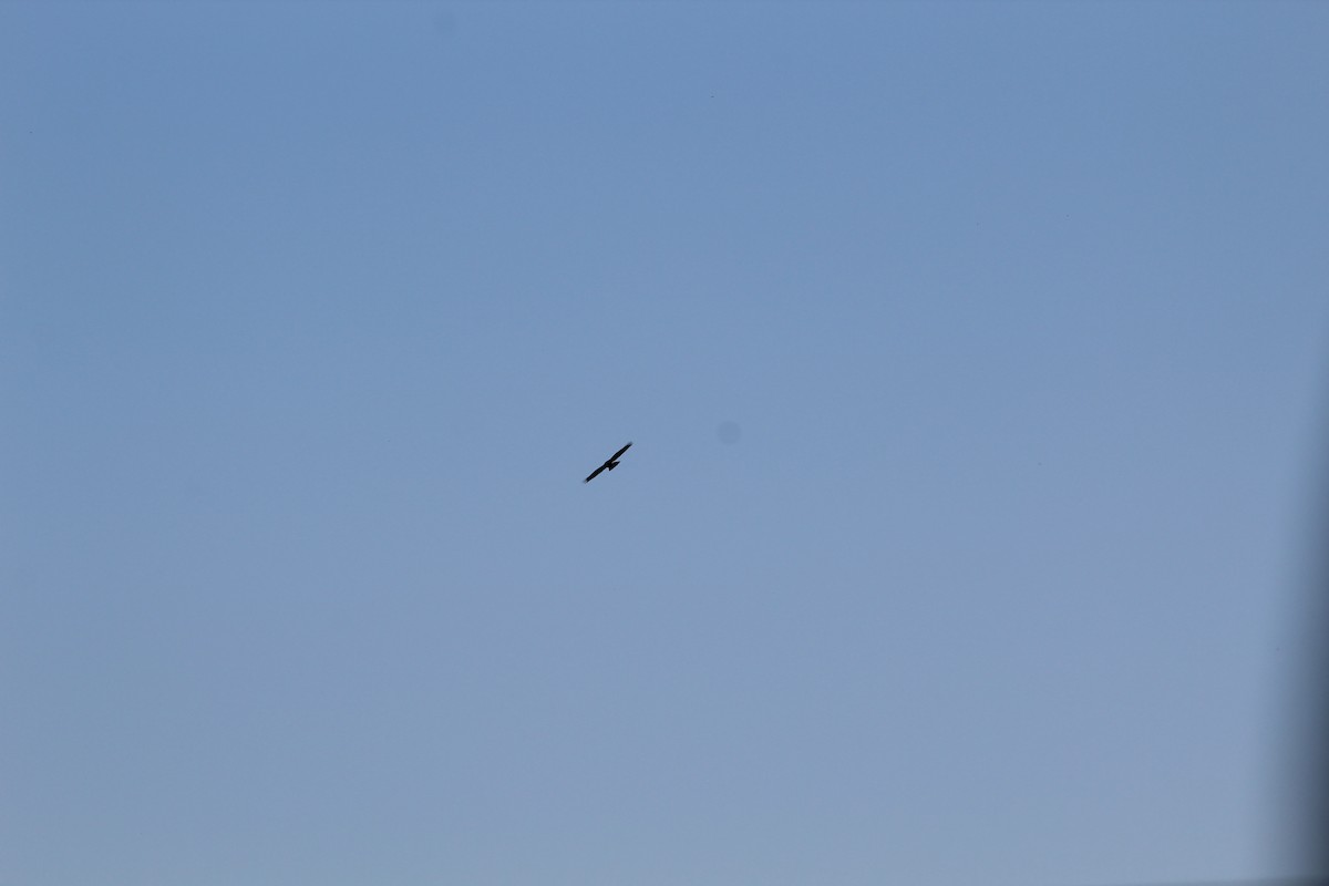 Roadside Hawk - ML642808848