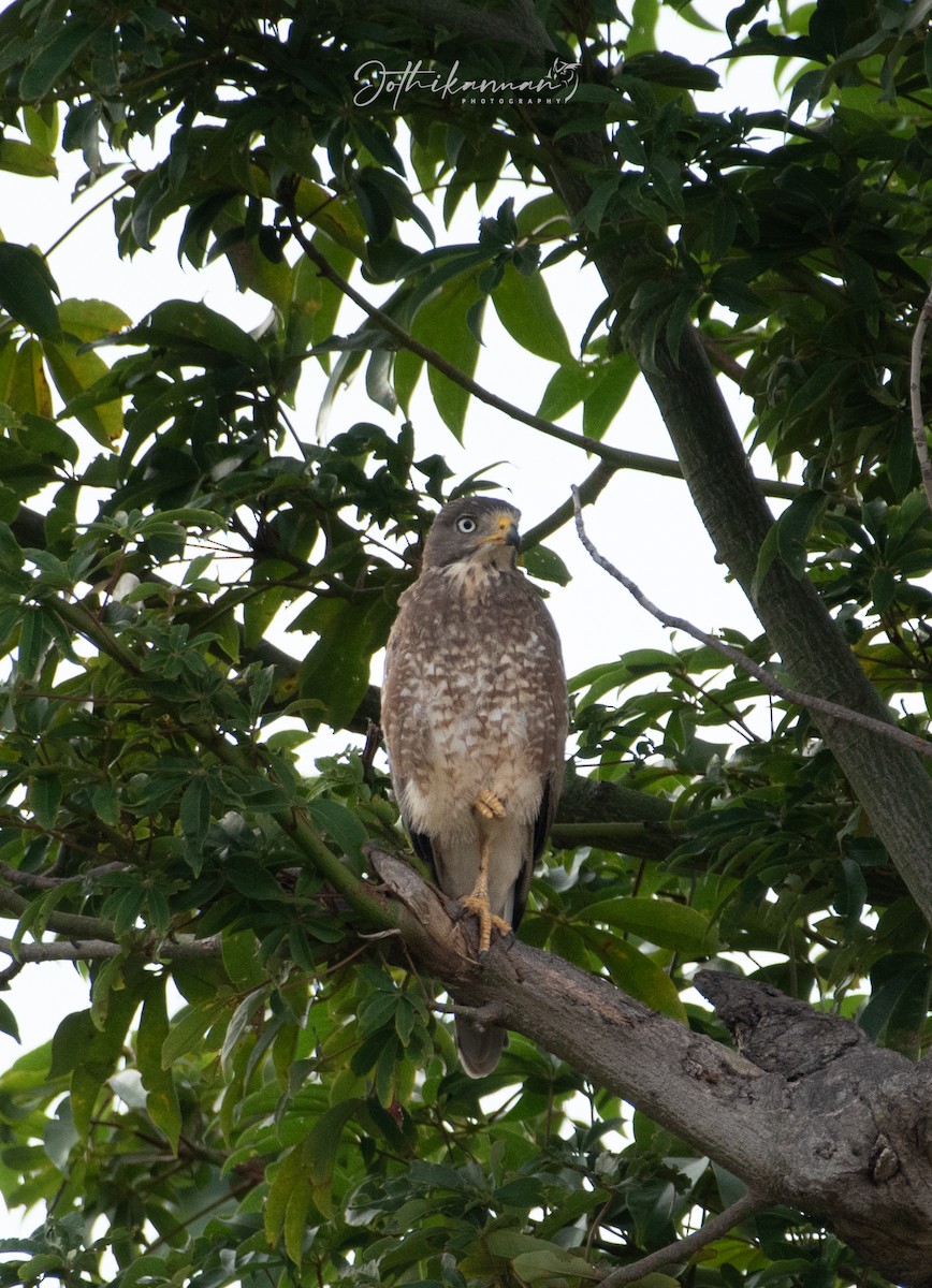 White-eyed Buzzard - ML642808852