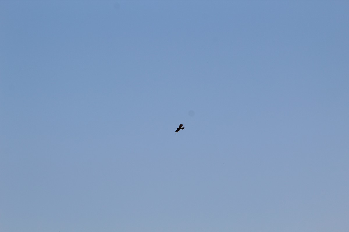 Roadside Hawk - ML642808862