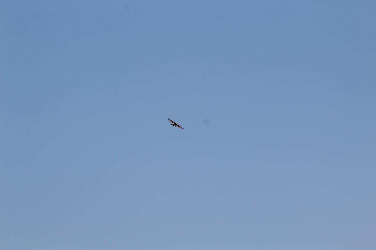 Roadside Hawk - ML642808863
