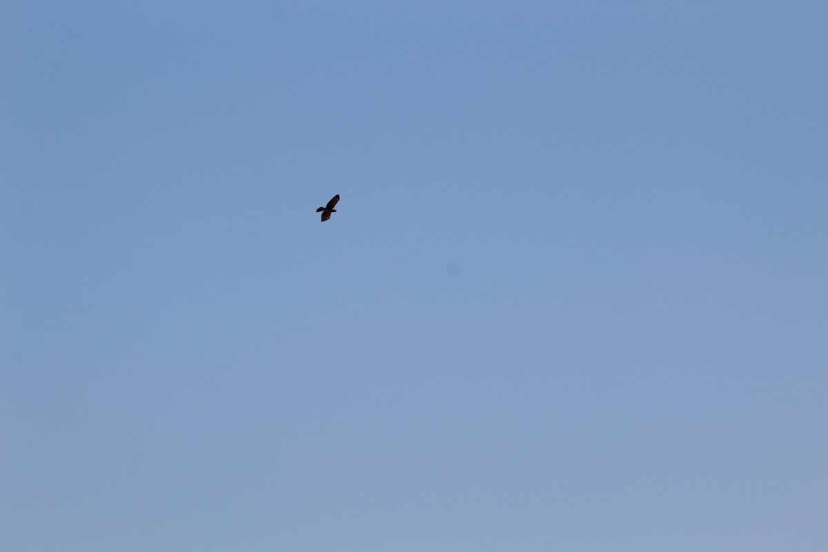 Roadside Hawk - ML642808864