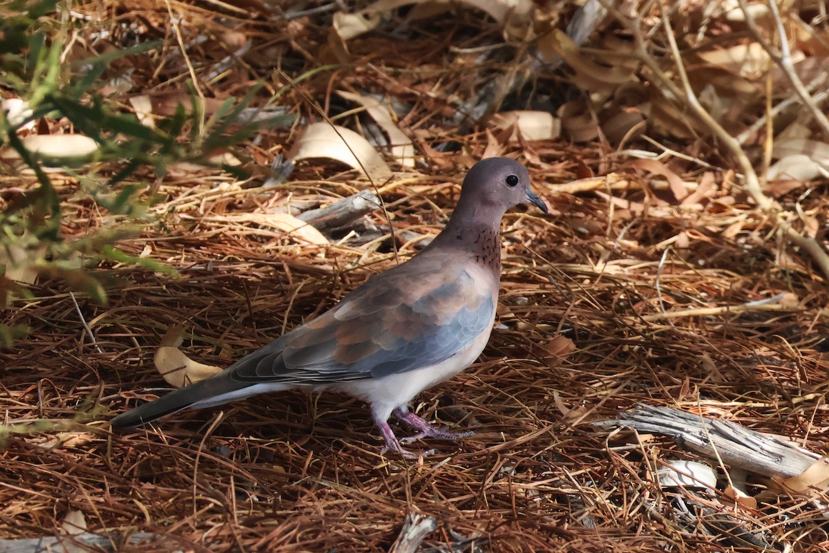 Өөдсөн хүүрзгэнэ - ML642808872