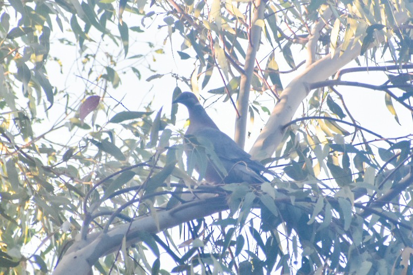 Chilean Pigeon - ML642808880