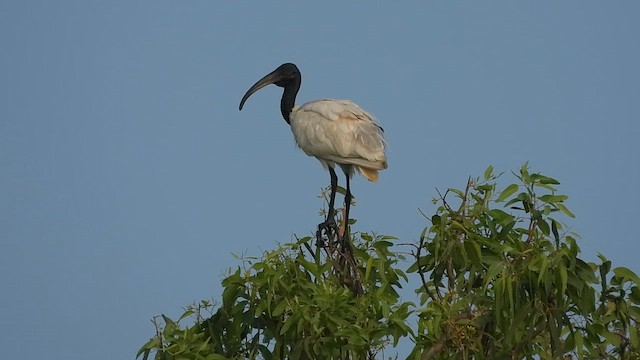 Black-headed Ibis - ML642808897