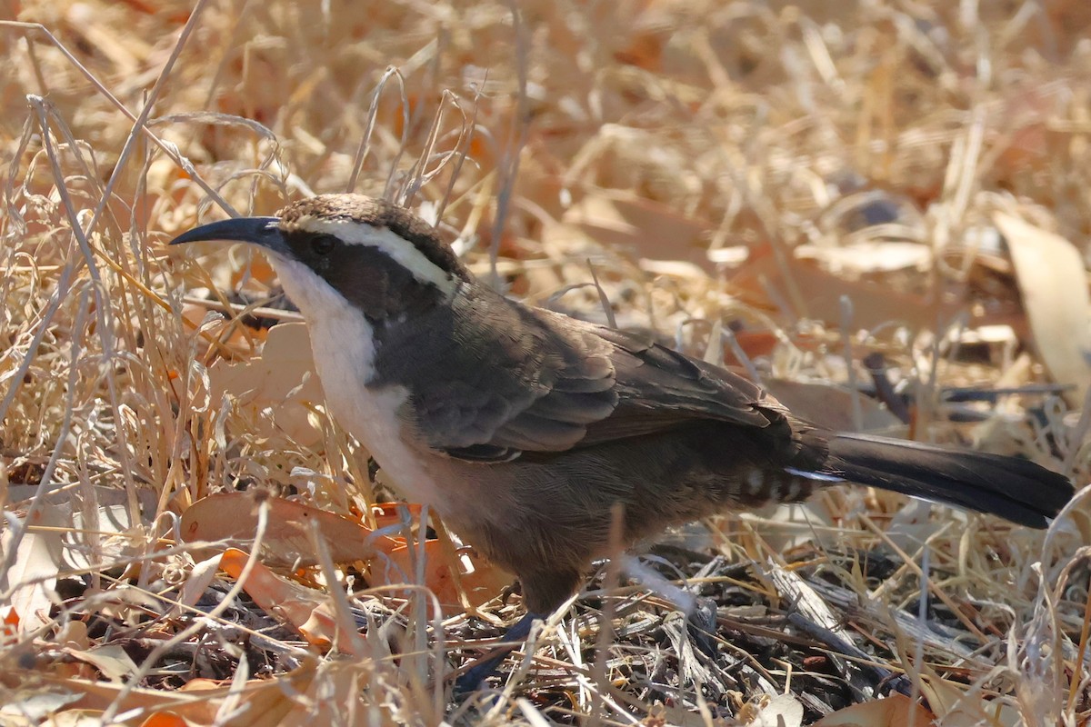 White-browed Babbler - ML642808898