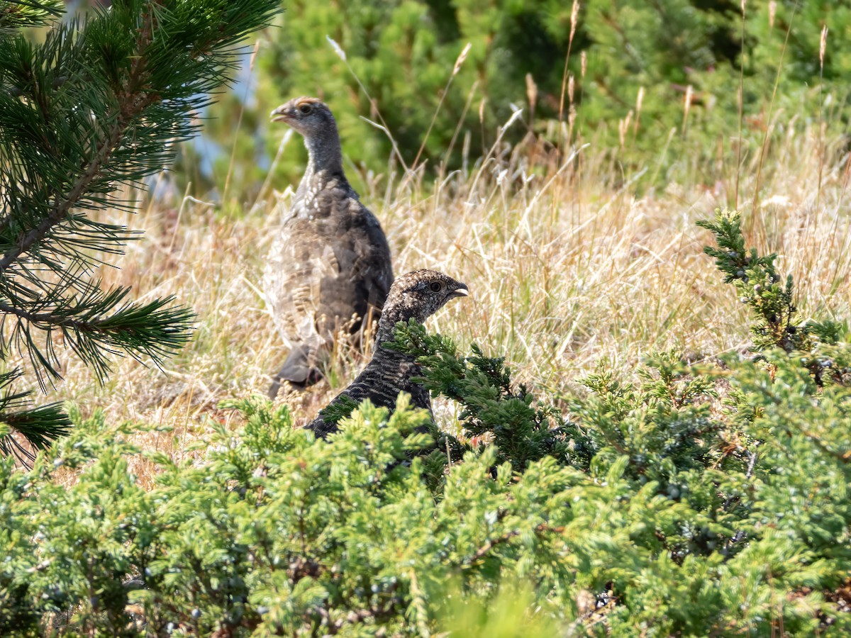 Dusky Grouse - ML642808903