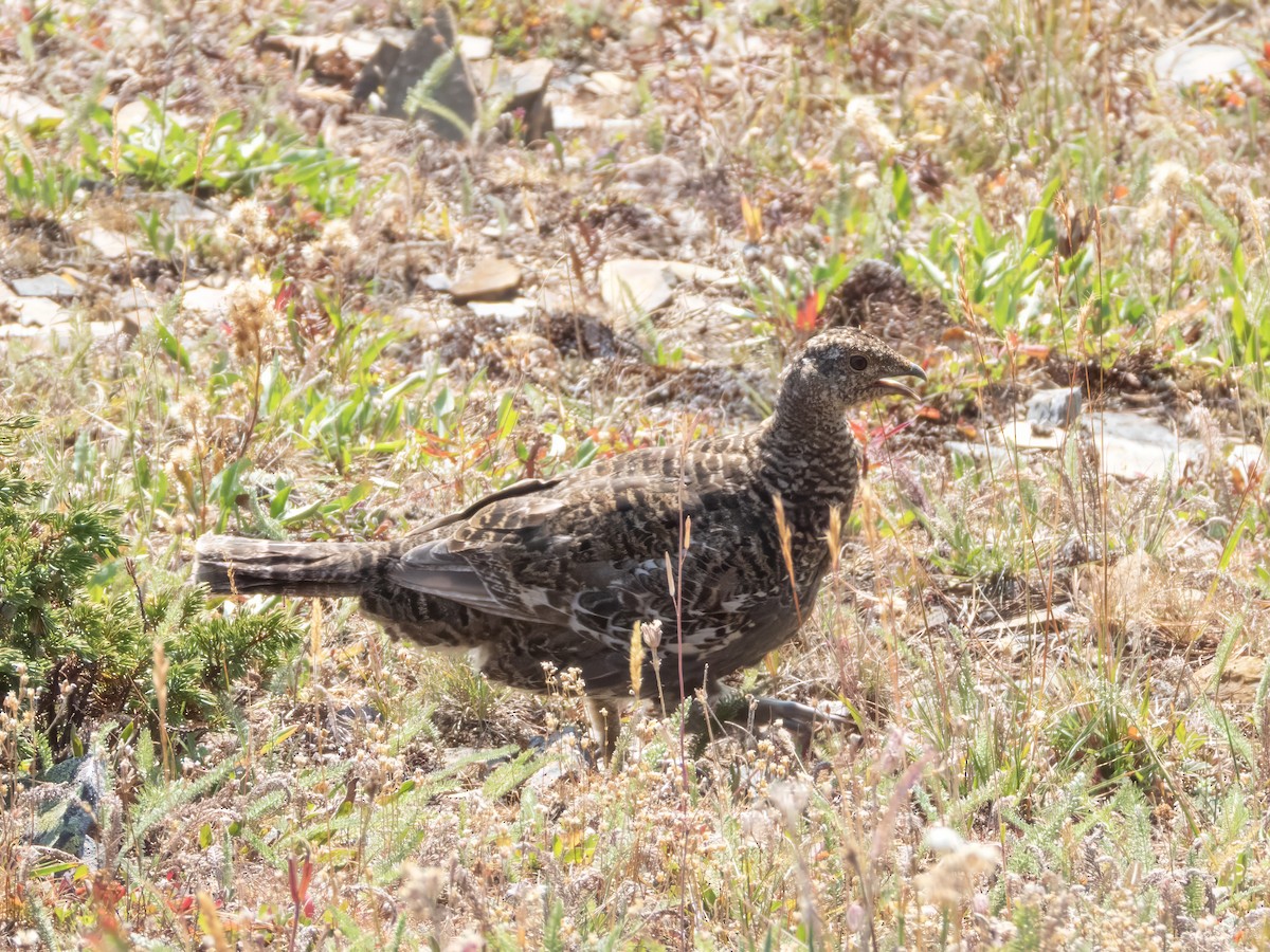 Dusky Grouse - ML642808904