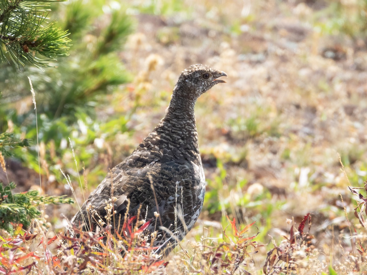 Dusky Grouse - ML642808905
