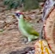 Picchio verde - ML642808906