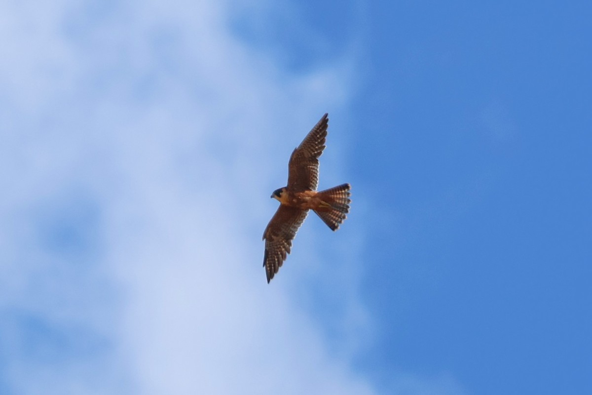 Australian Hobby - ML642808907
