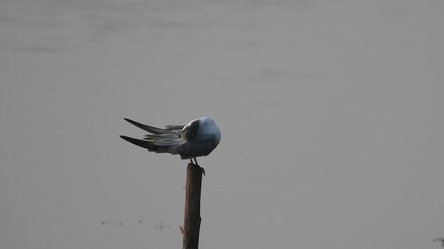 Whiskered Tern - ML642808911