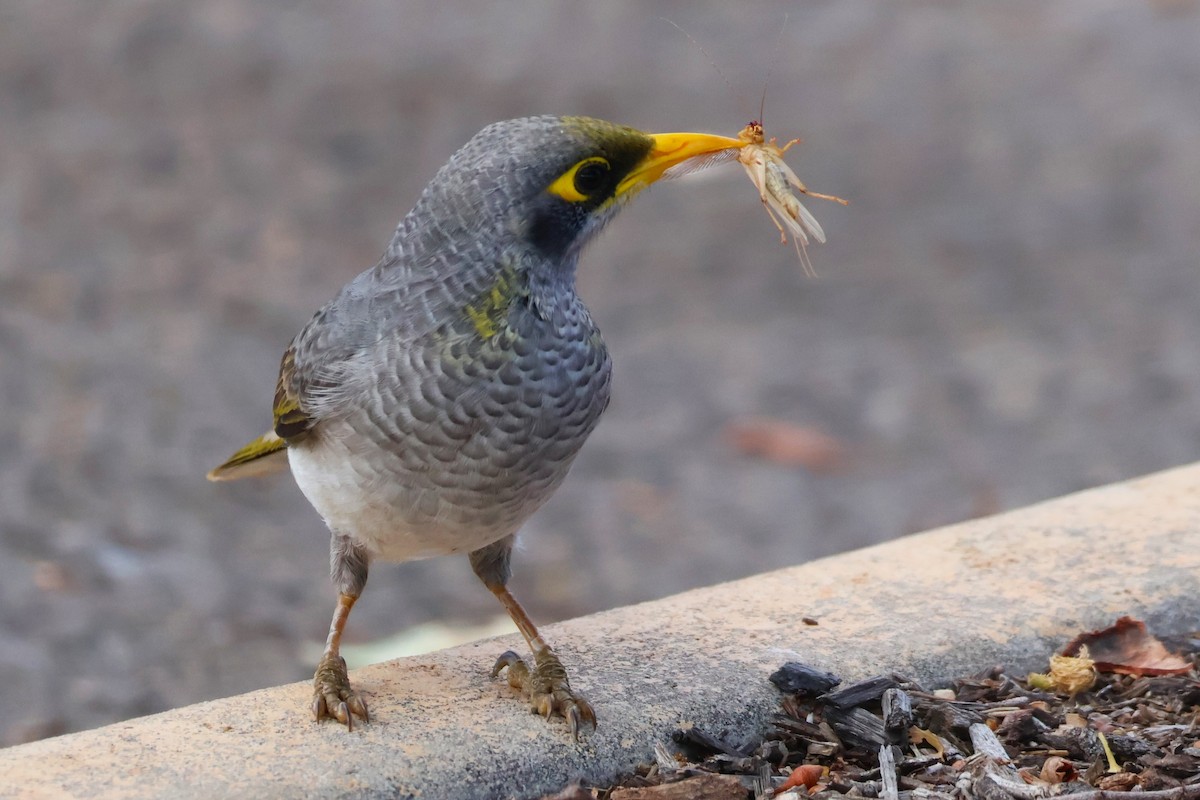 Yellow-throated Miner - ML642808916