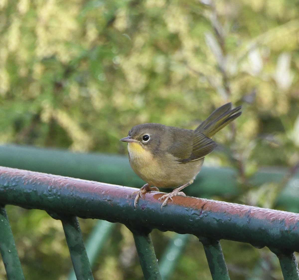 Common Yellowthroat - ML642808917