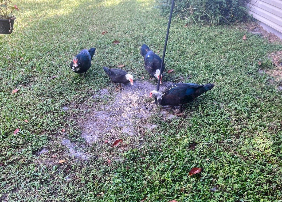 Muscovy Duck (Domestic type) - ML642808948