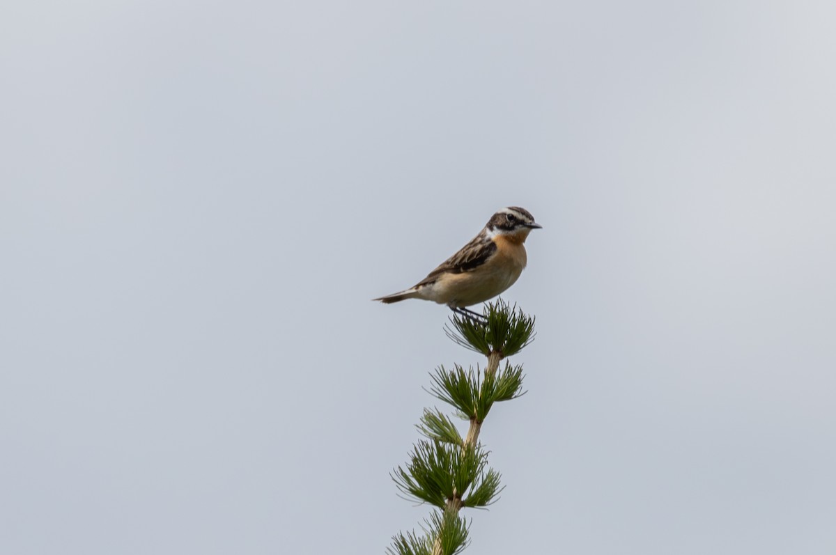 Whinchat - ML642808949