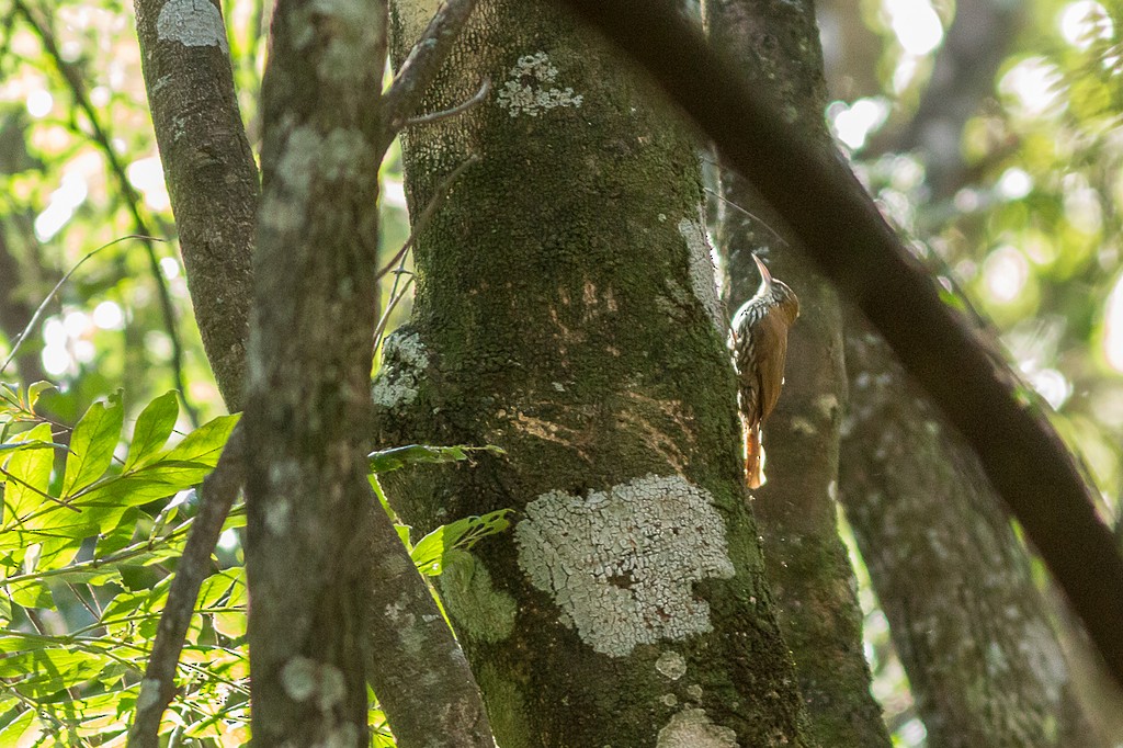Scaled Woodcreeper - ML642808956