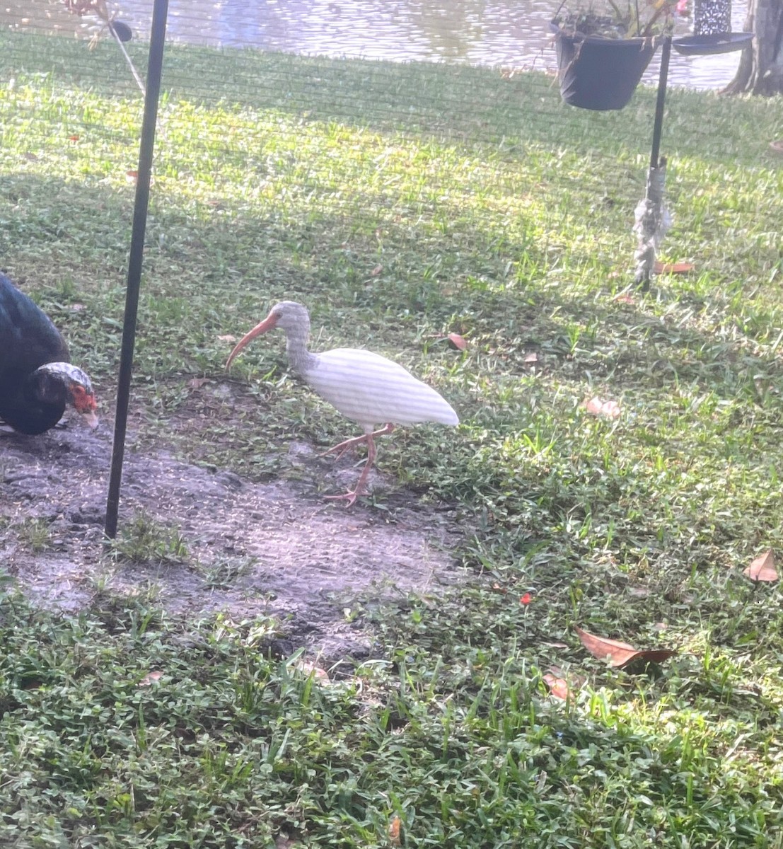 White Ibis - ML642808957