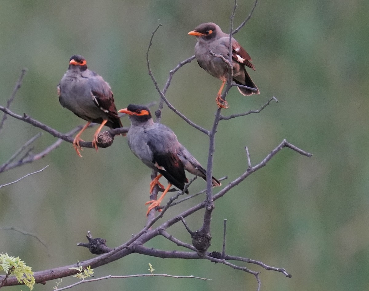Bank Myna - ML642808959