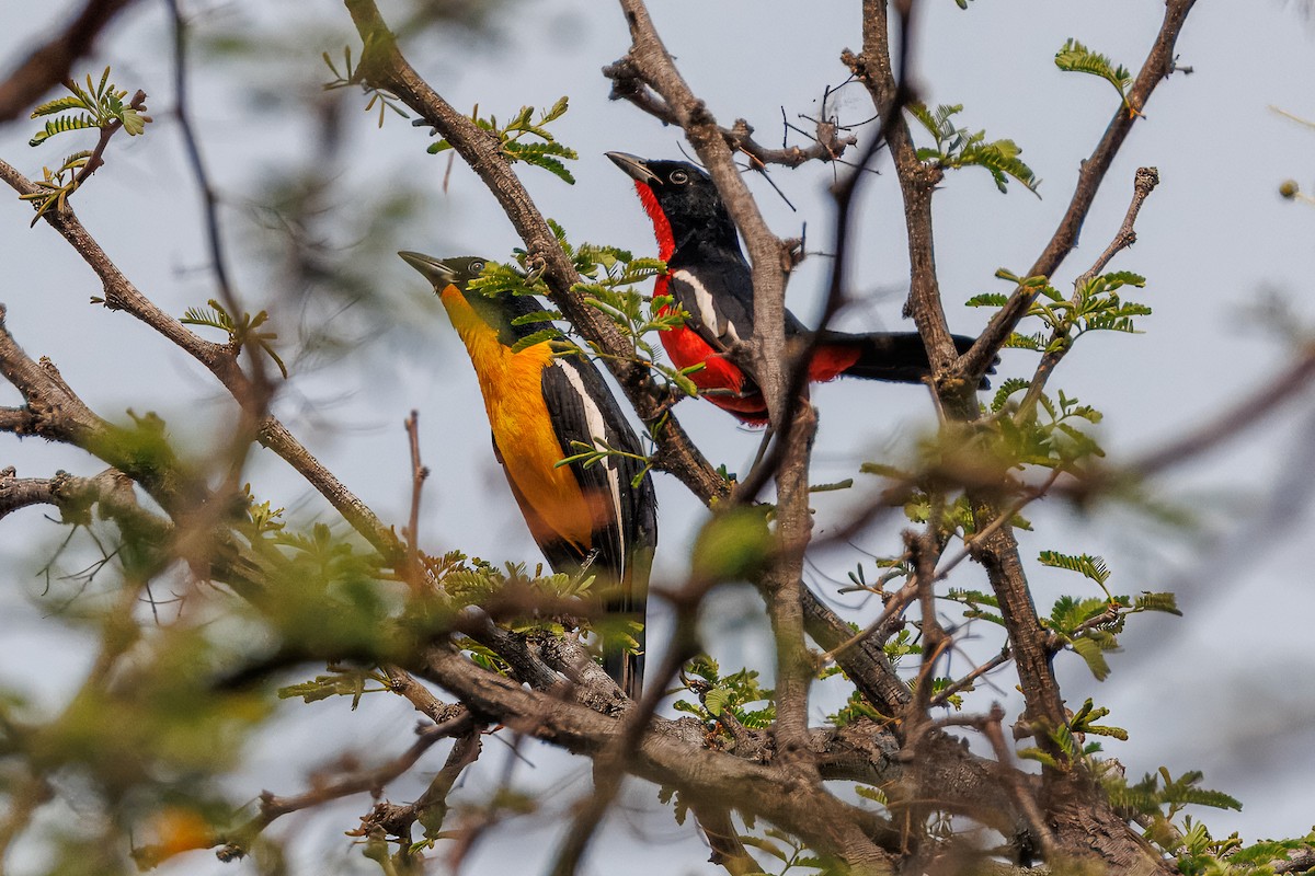 Crimson-breasted Gonolek - ML642808967