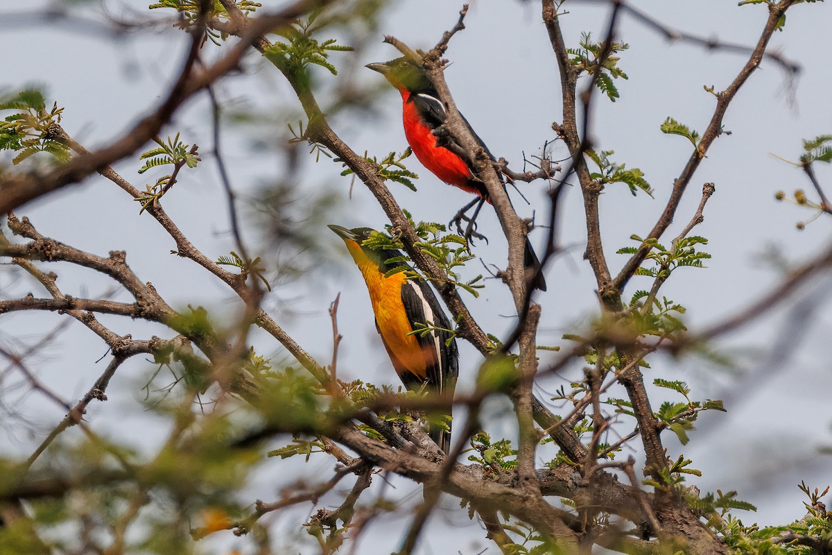 Crimson-breasted Gonolek - ML642808968