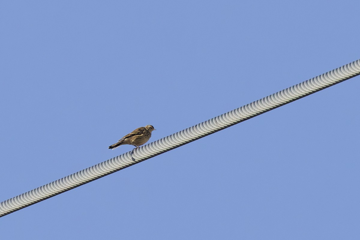Water Pipit - ML642808969
