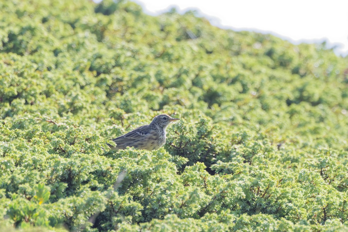 Water Pipit - ML642808970