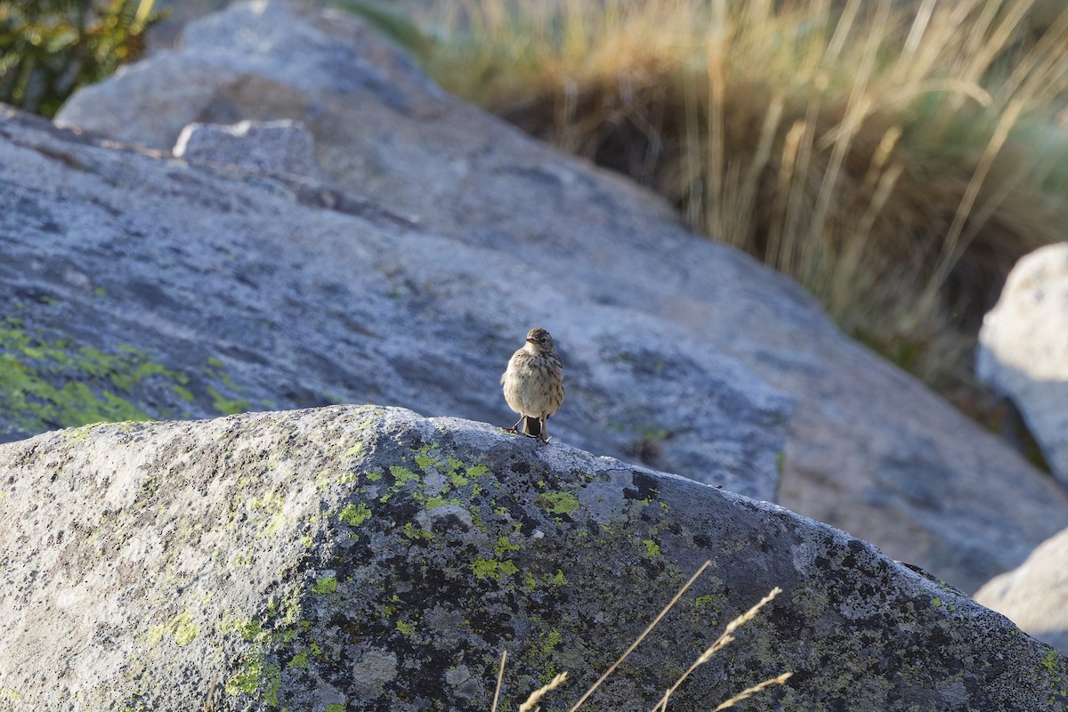Water Pipit - ML642808971
