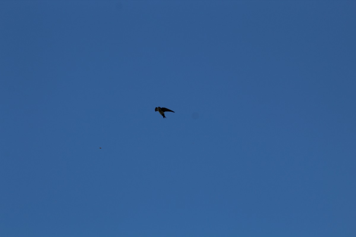 Blue-and-white Swallow - ML642808974