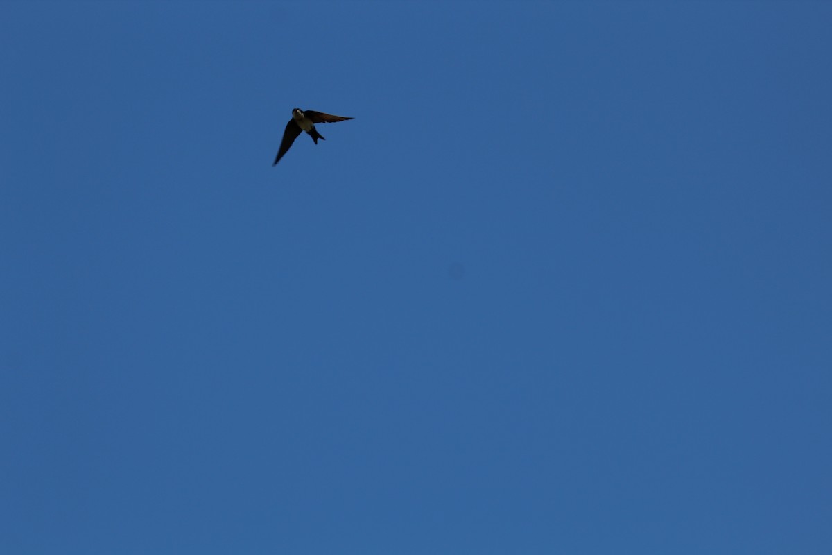 Blue-and-white Swallow - ML642808975