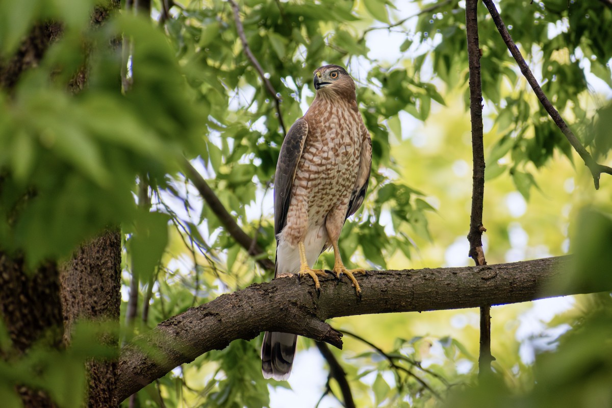 Cooper's Hawk - ML642808986