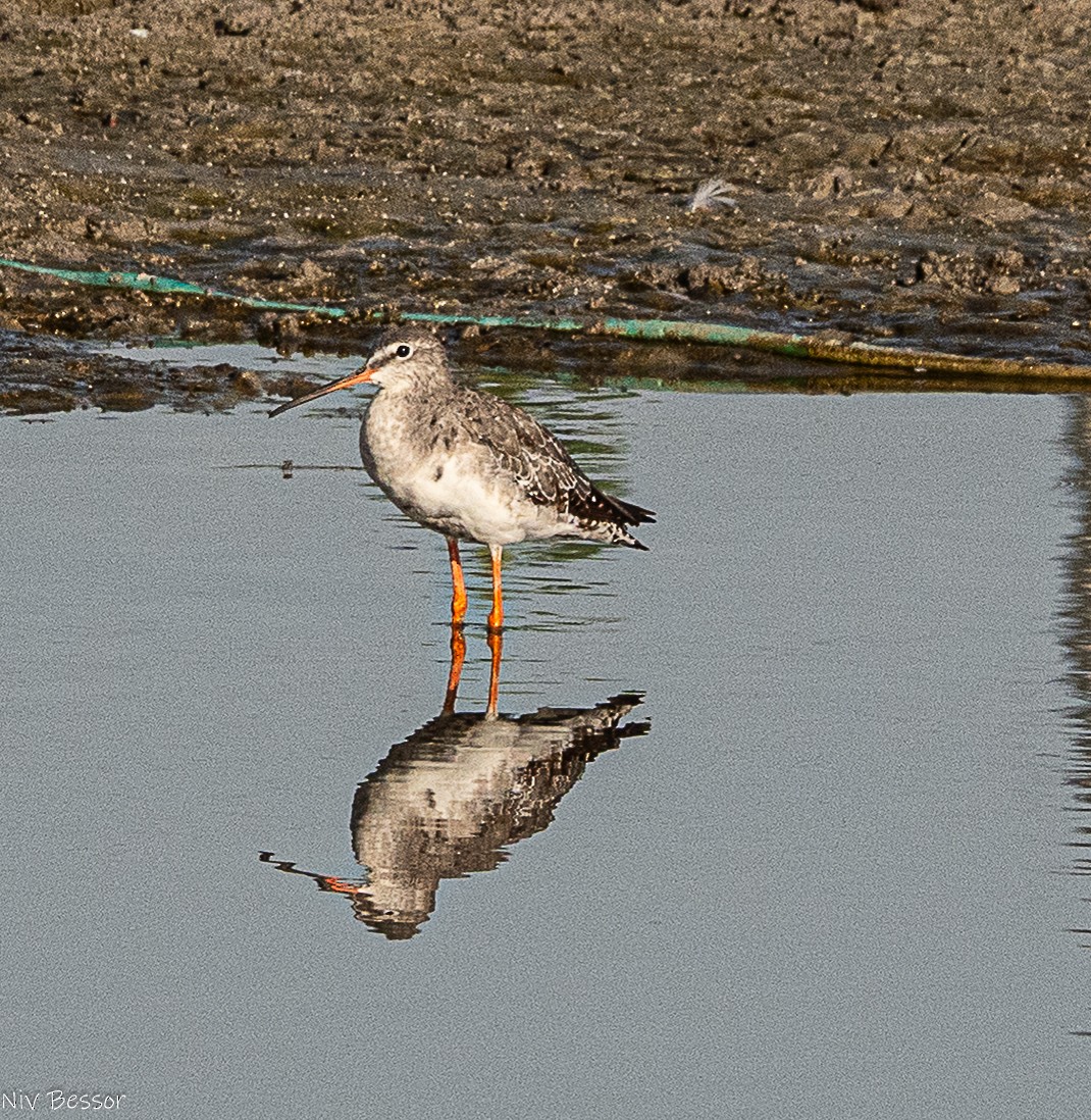 Spotted Redshank - ML642809002