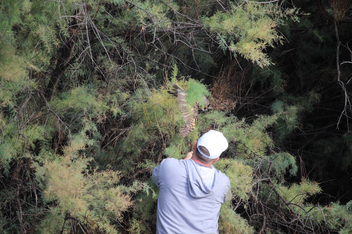 Long-eared Owl - Anika Meyers