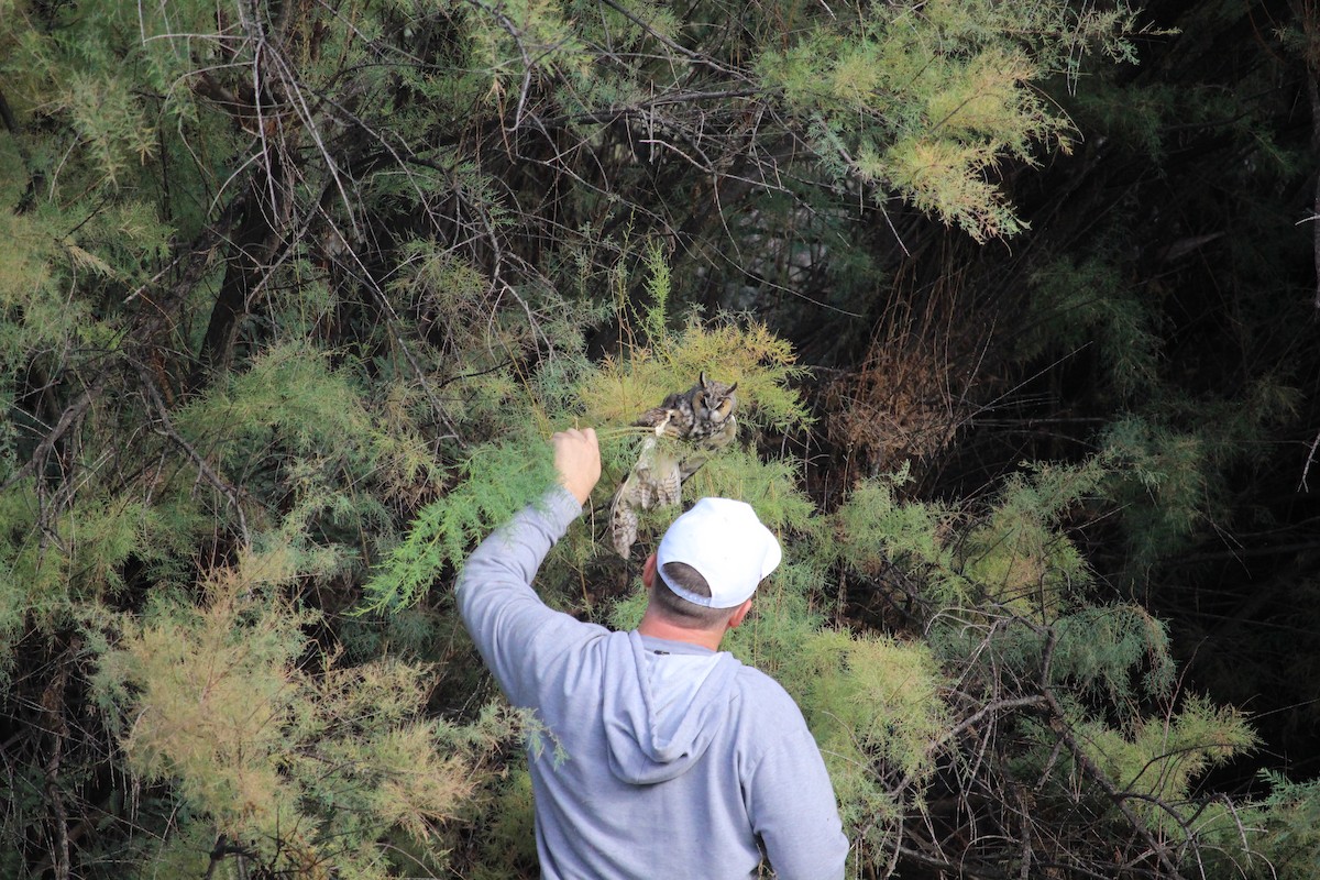 Long-eared Owl - ML642809014