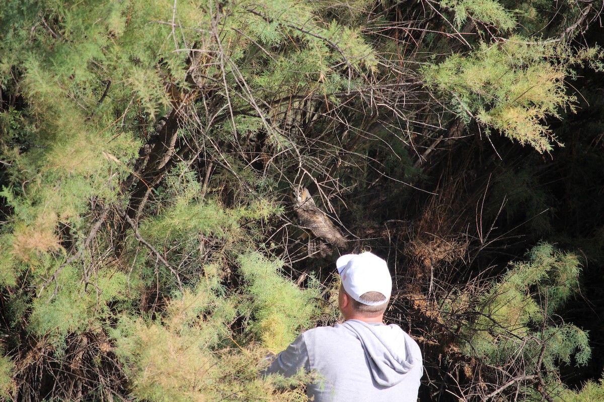 Long-eared Owl - ML642809015