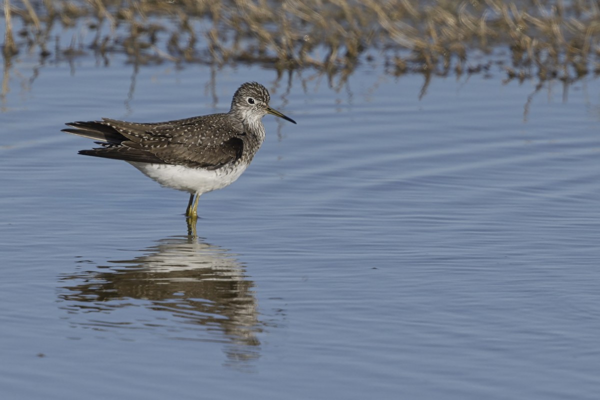 Solitary Sandpiper - ML642809016